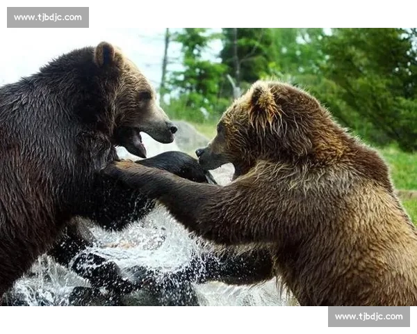 棕熊vs自然王者对决力量智慧与生存极限全解析野外真实场景生态博弈深度观察