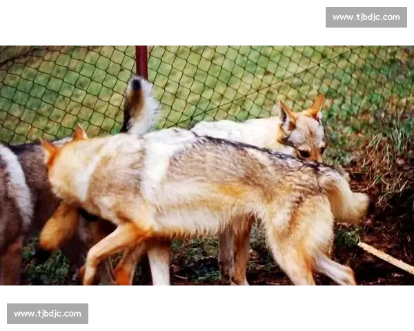 以捷克狼犬对决为核心的综合评估与训练策略全景解读与应用指南